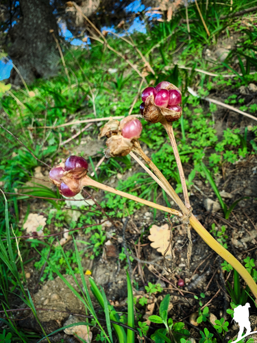 Belladonna Lily