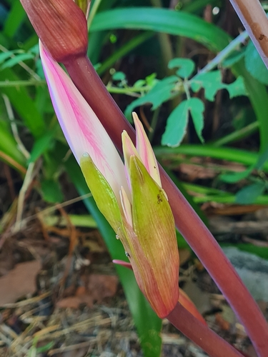 Belladonna Lily