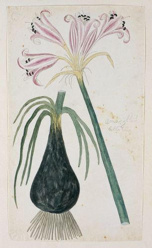 Belladonna Lily