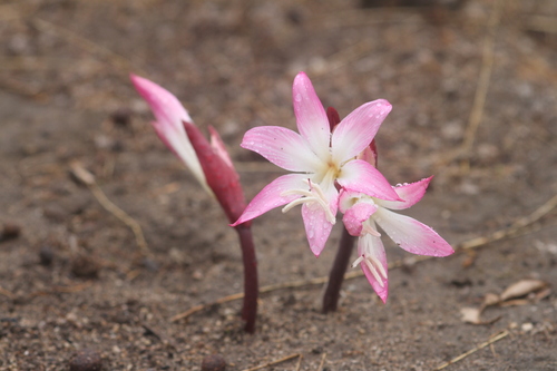 Belladonna Lily
