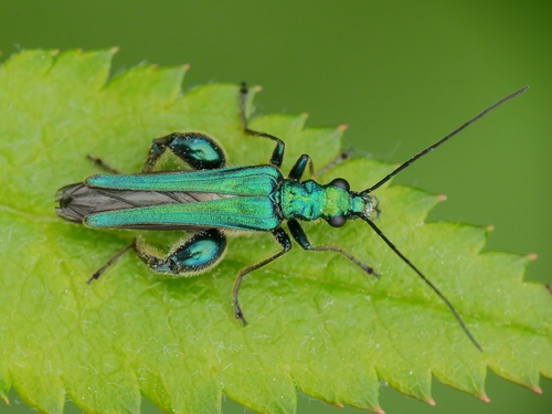 Thick-legged Flower Beetle