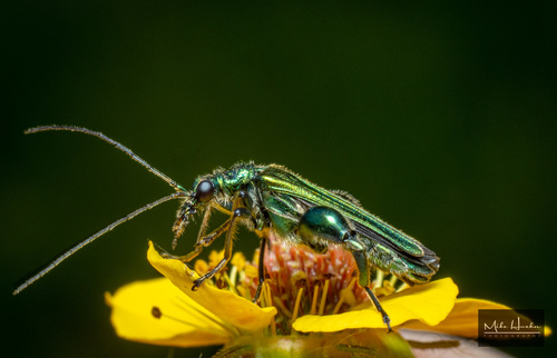 Thick-legged Flower Beetle