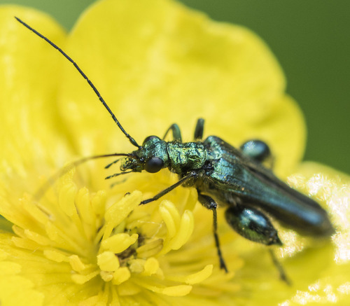 Thick-legged Flower Beetle