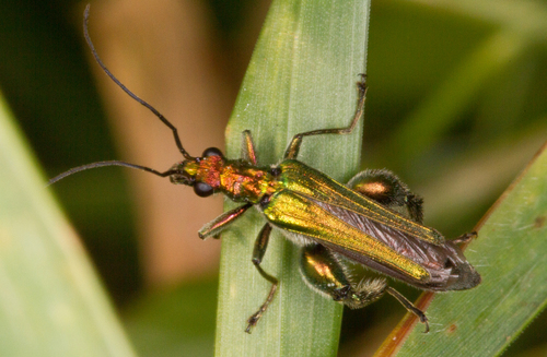 Thick-legged Flower Beetle