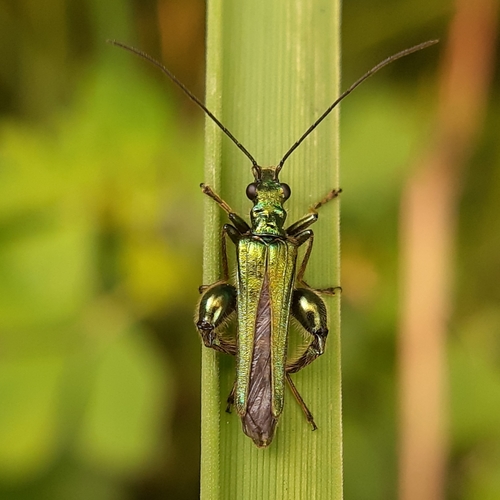 Thick-legged Flower Beetle