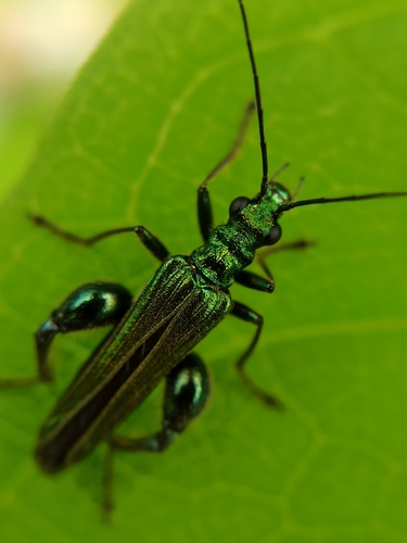 Thick-legged Flower Beetle