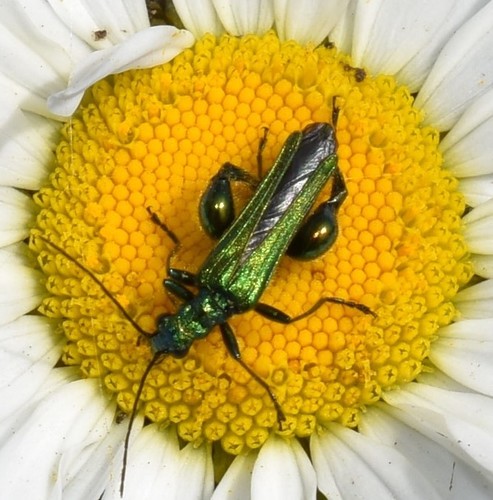 Thick-legged Flower Beetle