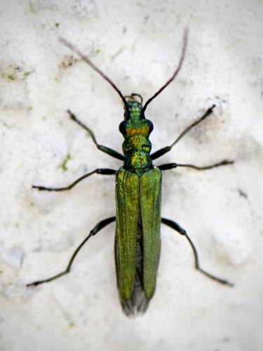 Thick-legged Flower Beetle