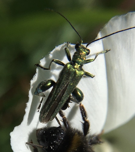 Thick-legged Flower Beetle