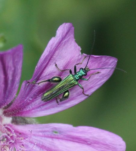 Thick-legged Flower Beetle