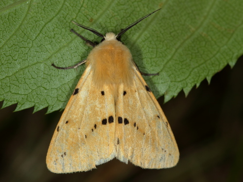 Buff Ermine
