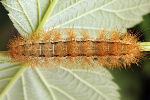Buff Ermine