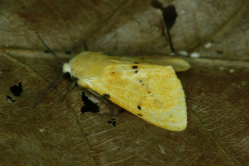 Buff Ermine