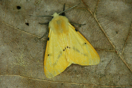 Buff Ermine