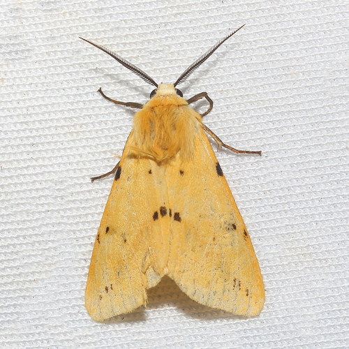 Buff Ermine