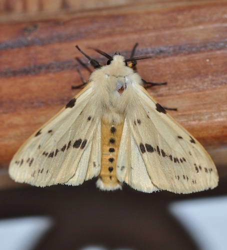 Buff Ermine