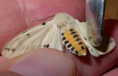 Buff Ermine