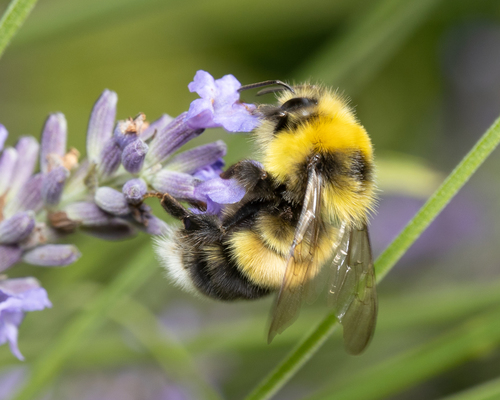 White-tailed Bumble Bee