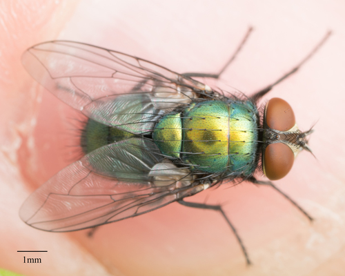 Greenbottle Flies