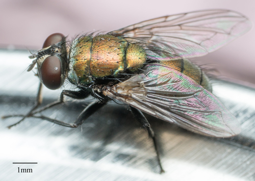 Greenbottle Flies