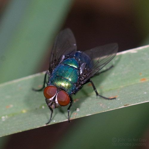 Greenbottle Flies