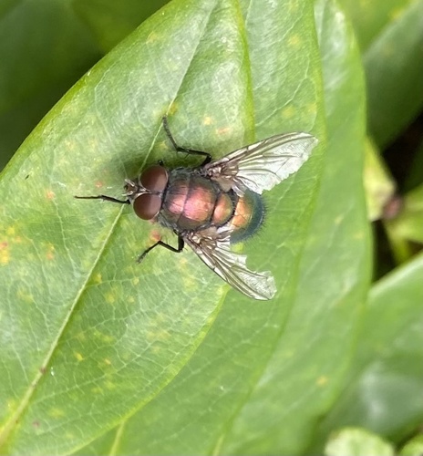 Greenbottle Flies
