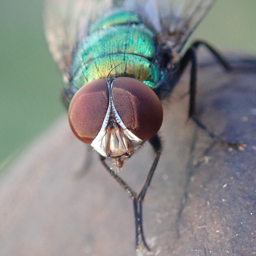 Greenbottle Flies