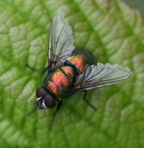 Greenbottle Flies