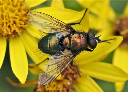 Greenbottle Flies
