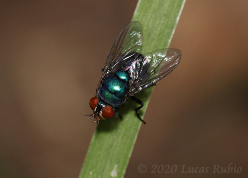Greenbottle Flies