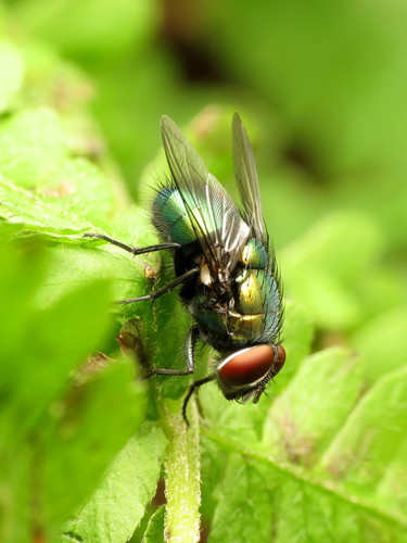 Greenbottle Flies