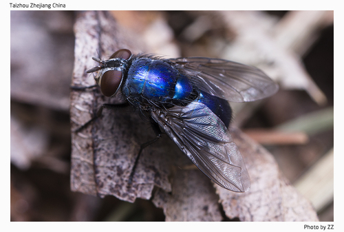 Greenbottle Flies