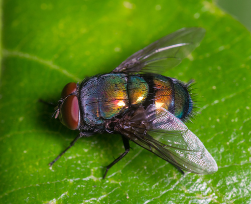 Greenbottle Flies