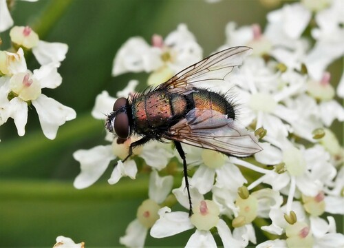 Greenbottle Flies