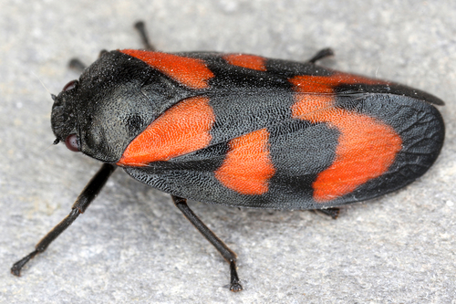 Common Froghopper