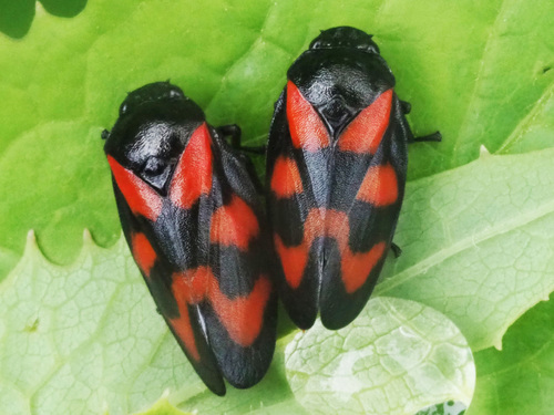 Common Froghopper