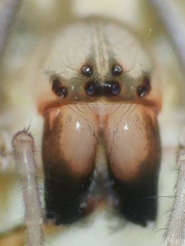 Longlegged Sac Spiders