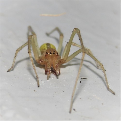 Longlegged Sac Spiders