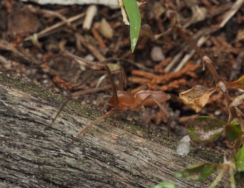 Longlegged Sac Spiders