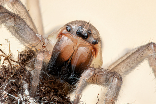 Longlegged Sac Spiders