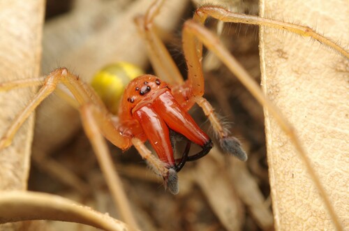Longlegged Sac Spiders