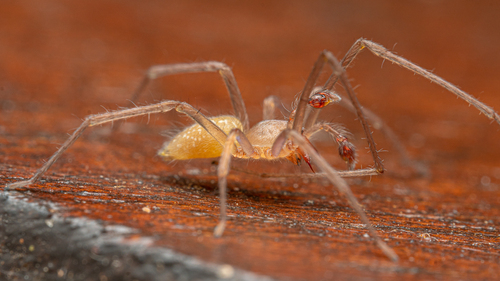 Longlegged Sac Spiders