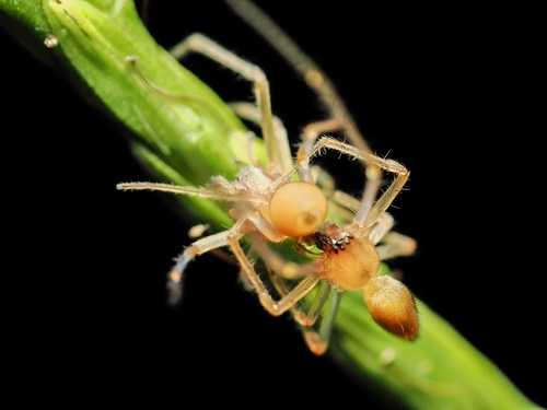 Longlegged Sac Spiders
