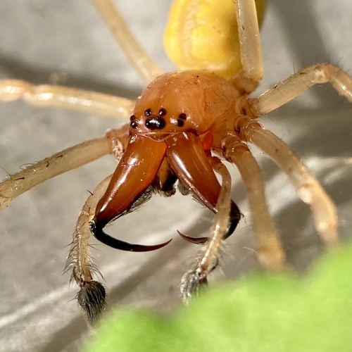 Longlegged Sac Spiders