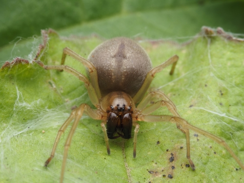 Longlegged Sac Spiders