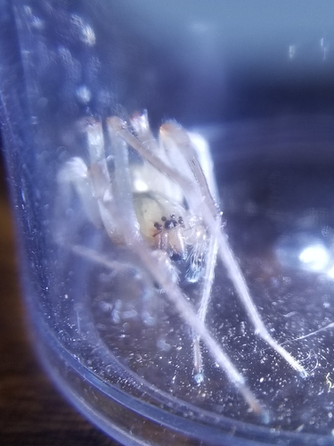 Longlegged Sac Spiders