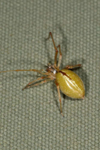 Longlegged Sac Spiders
