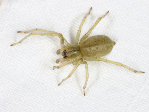 Northern Yellow Sac Spider