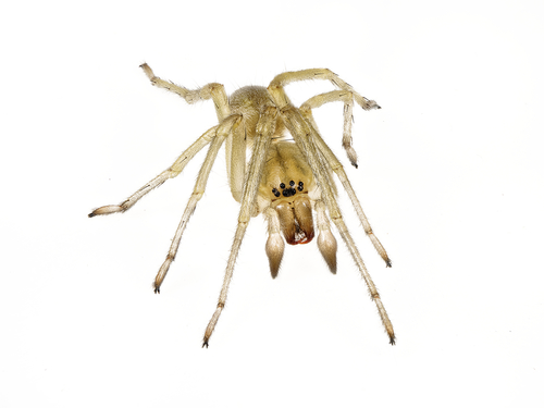 Northern Yellow Sac Spider