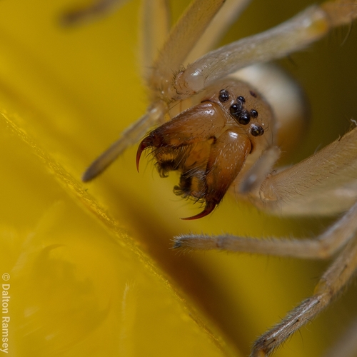Northern Yellow Sac Spider